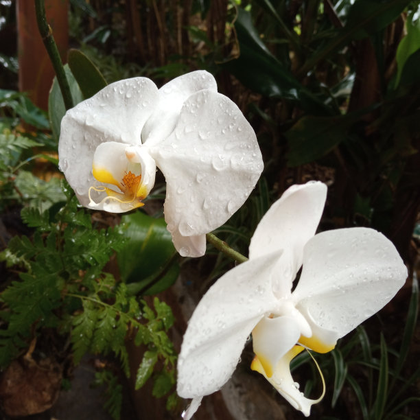 美丽的兰花绽放图片下载