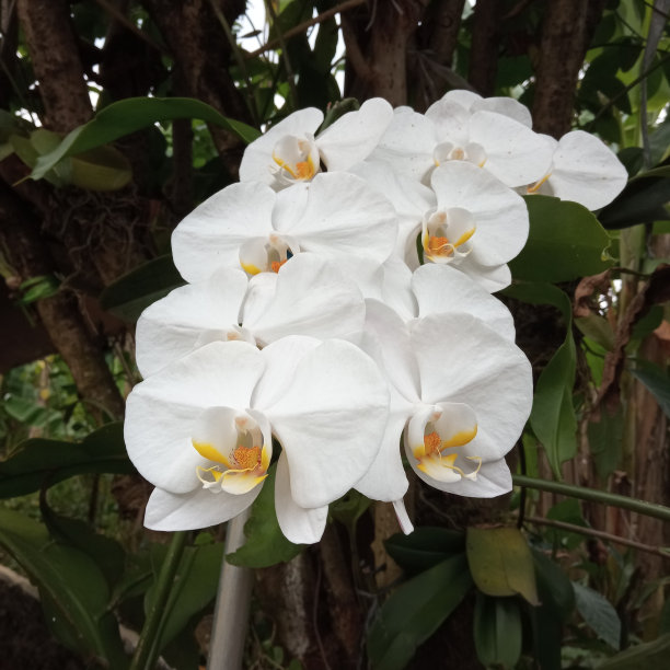 美丽的兰花绽放图片下载