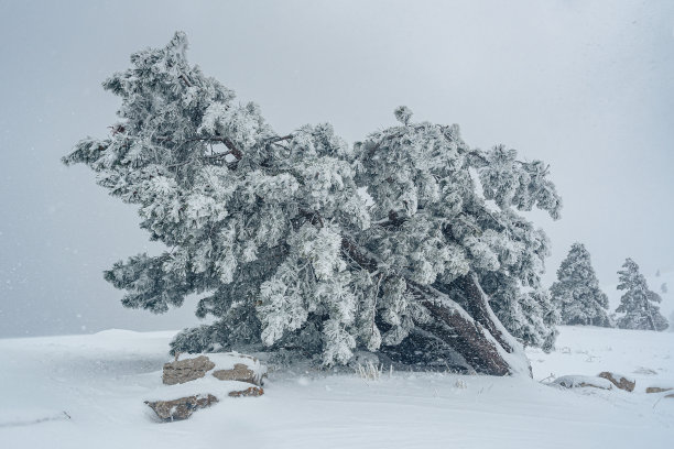 暴风雪过后，埃佩特里山的松树被雪覆盖。克里米亚图片下载