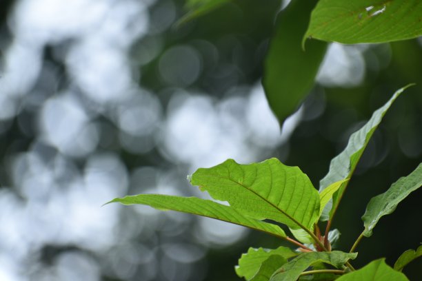 kratom叶图片下载