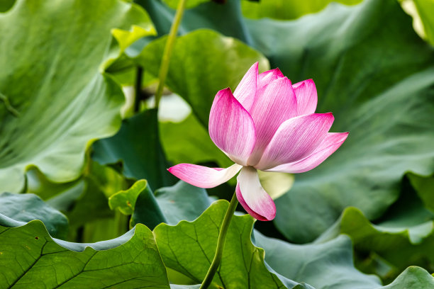 夏天的荷花图片下载