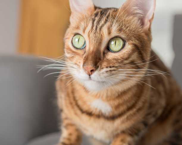 孟加拉猫有趣的嘴巴特写。图片下载