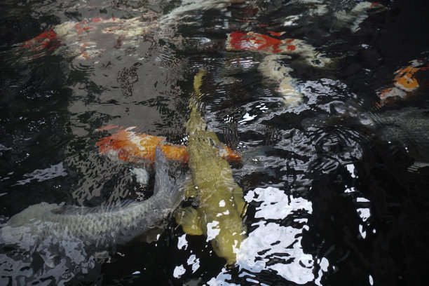 锦鲤鱼图片下载