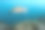 绿海龟图片下载