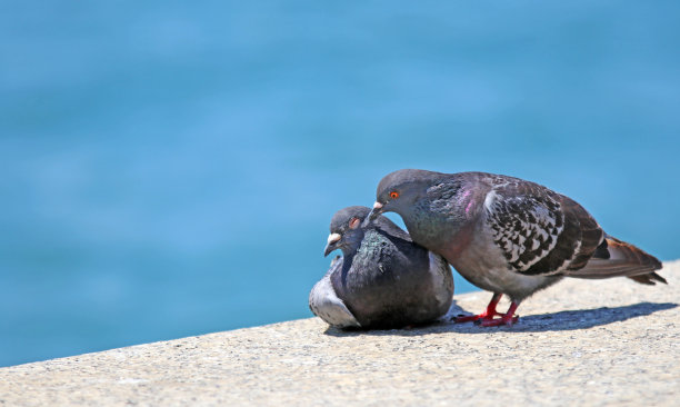 鸽子在海边相爱图片下载