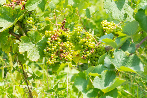 葡萄带病害和坏葡萄的药理学概念图片下载