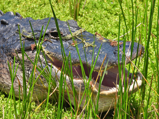 美洲短吻鳄(美洲鳄密西西比)-在草地上晒太阳，嘴巴张着图片下载