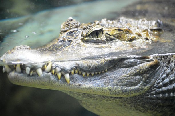 鳄鱼近距离图片下载