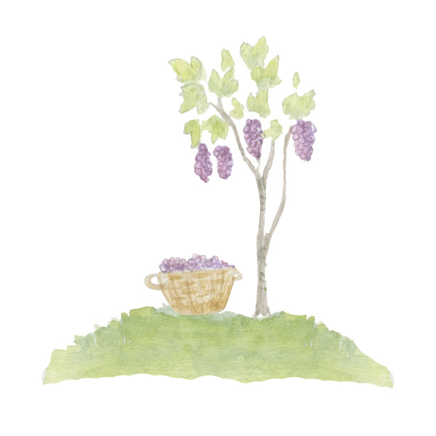 葡萄藤上挂着一串串葡萄，一篮葡萄。酿酒，葡萄酒生产。水彩插图。图片下载