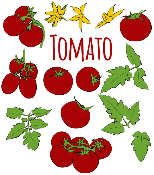一组有叶子和花的彩色西红柿图片下载
