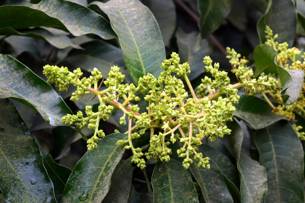 芒果树上的芒果花。花在芒果成熟之前就开了。图片下载