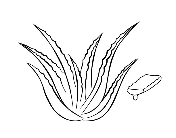 芦荟植物和茎切图片下载