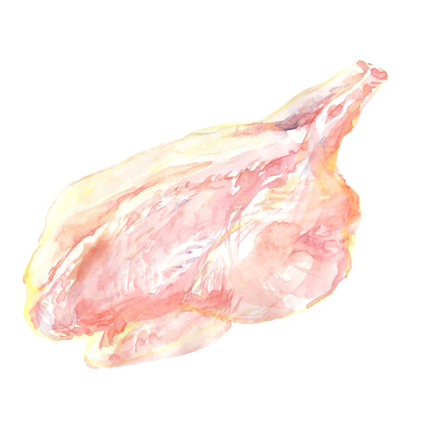用水彩画的整只鸡的插图图片下载