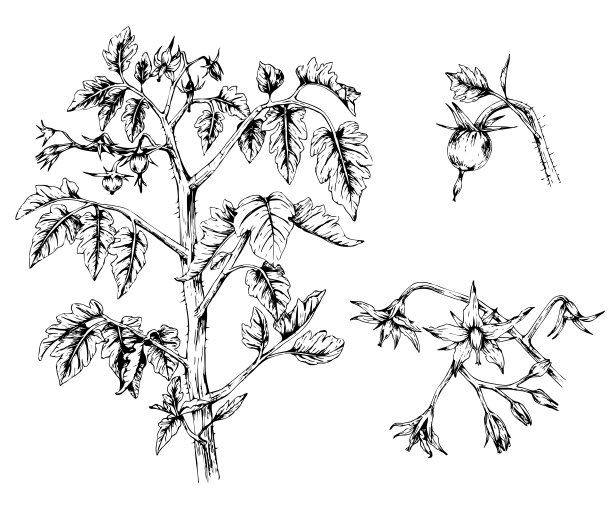 番茄植物植物学插图图片下载