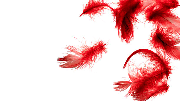 红色的鸭子羽毛在白色孤立的背景图片下载