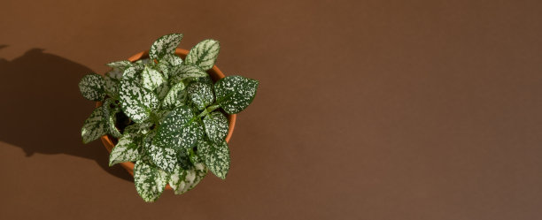 家用植物fittonia在一个棕色背景的陶罐。极简主义的概念。现代室内的室内植物。前视图。横幅图片下载