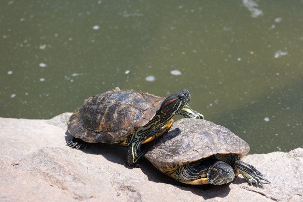 画家龟懒洋洋地躺在阳光下图片下载