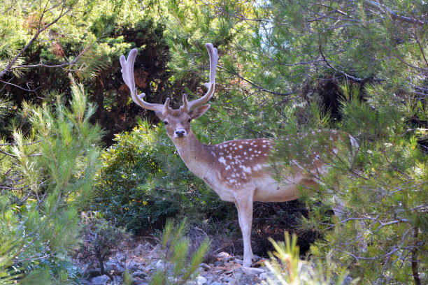 欧洲或普通的休闲鹿图片下载