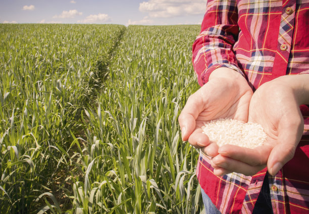 拿着稻子的农妇站在田野的背景上。图片下载