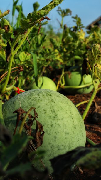 农民种植的小西瓜图片下载