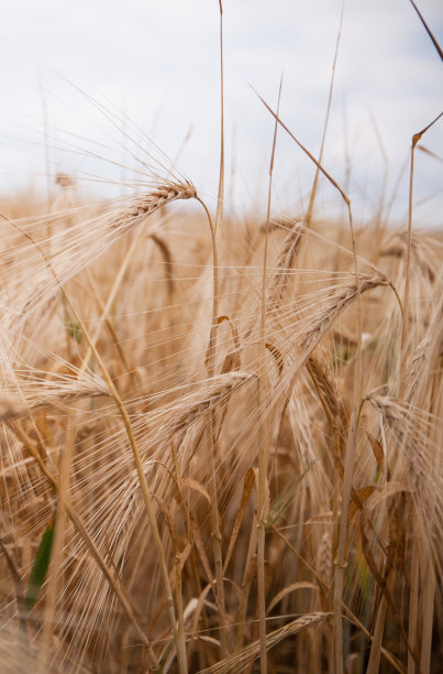 乌云密布的天空下，一片成熟的大麦田。图片下载
