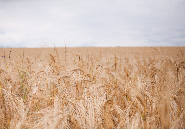 金色的麦穗映衬着天空。图片下载