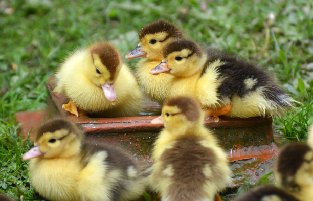 麝香幼鸭图片下载