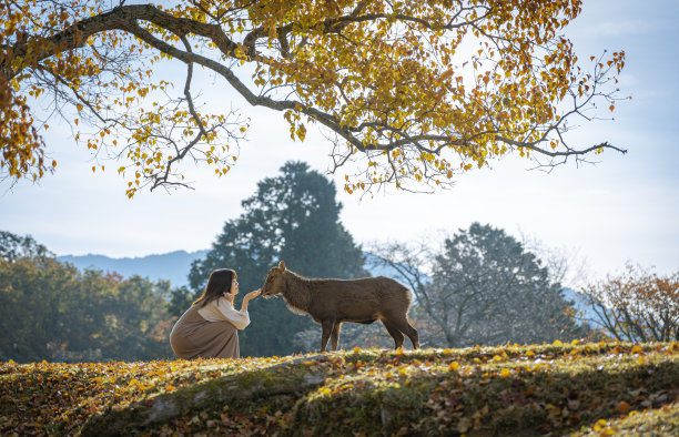 鹿在秋天图片下载