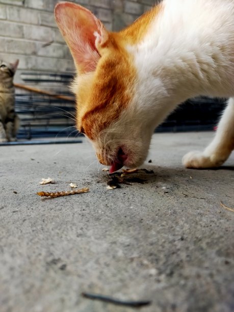 关注橙色猫吃鱼图片下载