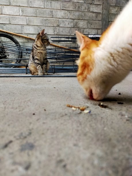 snapshot-cat背后的焦点图片下载