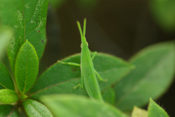 大自然。昆虫。蜜蜂。花。蝴蝶。图片下载