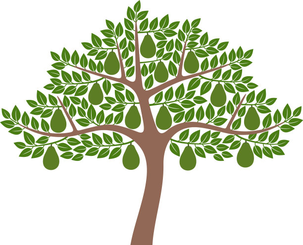 鳄梨树图片下载