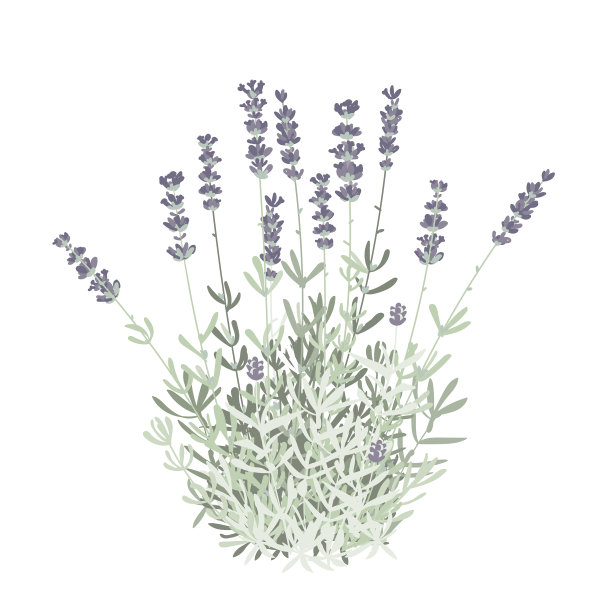 平草薰衣草隔离图片下载