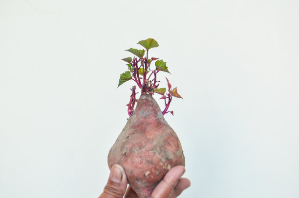 近距离抱着甘薯或Ipomoea batata生长在自己的年轻新鲜的茎和叶白色图片下载