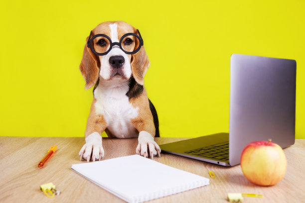 一只戴着圆眼镜的小猎犬正坐在笔记本电脑屏幕前的桌子旁。桌子上有一个笔记本，一支钢笔和一个苹果。图片下载