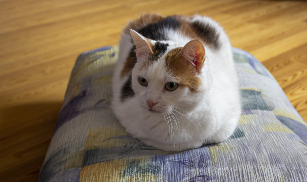 可爱胖乎乎的三色猫躺在枕头上的特写图片下载