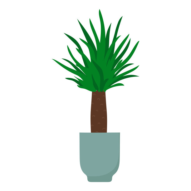 丝兰植物在花盆。手绘室内植物。图片下载