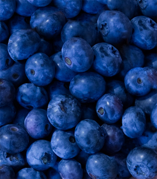 新鲜采摘的蓝莓特写图片下载