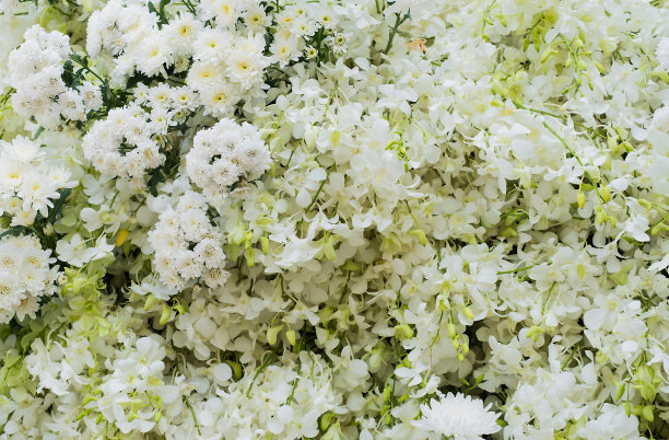 花朵和兰花以各种白色色调装饰美丽图片下载