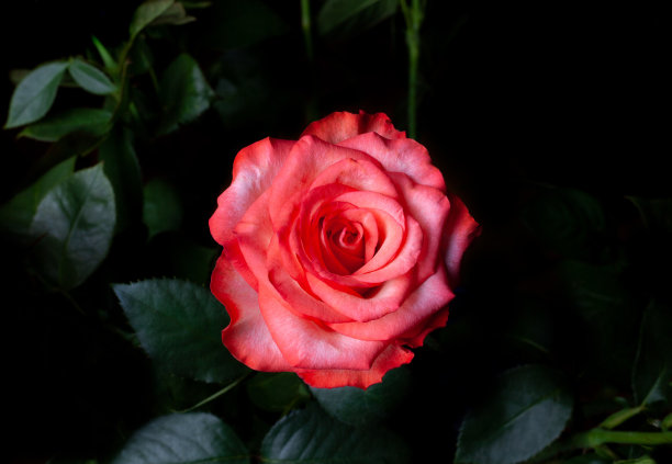 粉红色的玫瑰花，深绿色的叶子。单朵明亮的玫瑰花照片。罗莎开花。图片下载