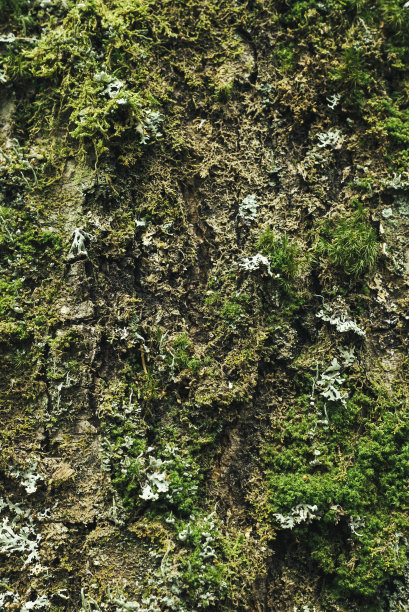 树皮纹理图片下载