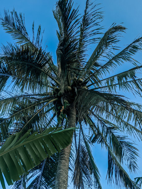 夏天的椰子树图片下载