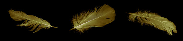 黑色孤立背景上的金鹅毛鹅图片下载