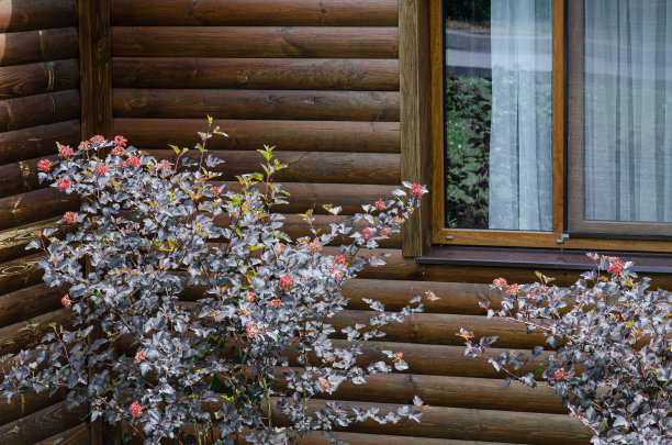 木头房子窗户下的装饰灌木，没有人图片下载