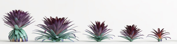 在白色背景上孤立的固定植物的3d插图图片下载