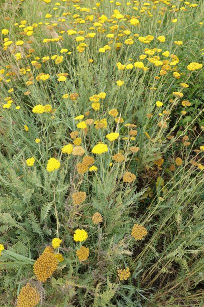 多年生植物金布Achillléa filipendulina花坛图片下载
