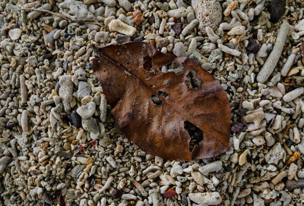 背景干树叶沙滩股票照片图片下载