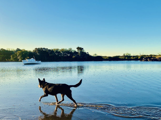 狗在河中奔跑图片下载