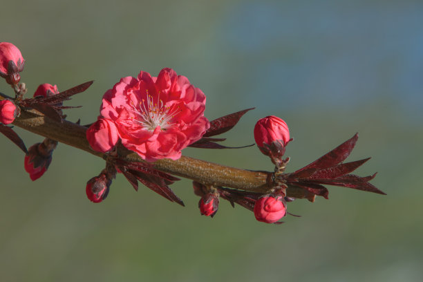 李子bossom图片下载