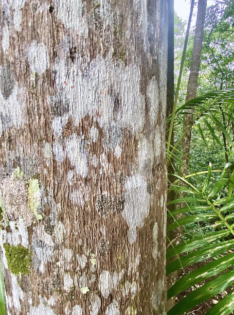 森林树木的苔藓生长图片下载